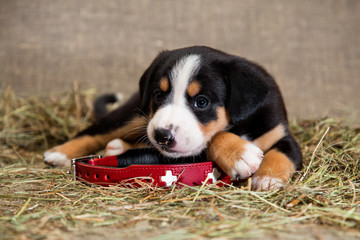 Wall Mural - Little puppy in a huge dog collar of a lifeguard