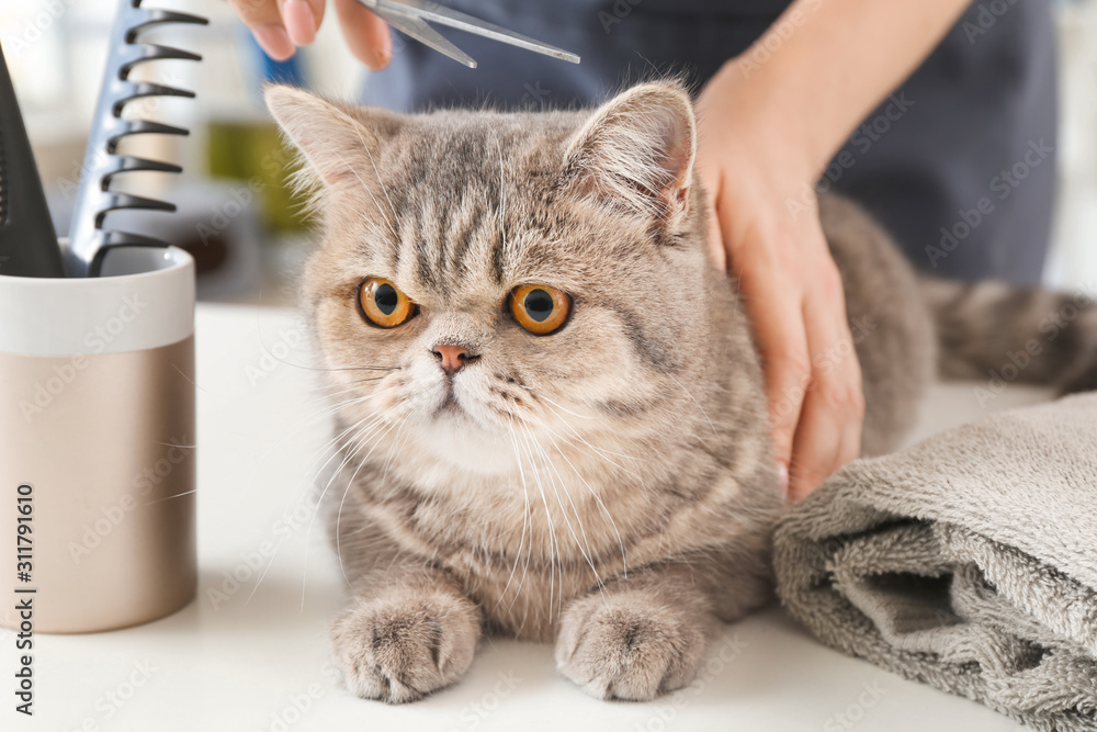 Groomer cutting cat's hair in salon