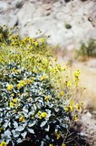 Fototapeta Kwiaty - desert wildflowers on film