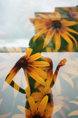 Wall Mural - yellow flowers double exposed with woman