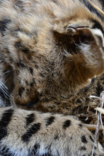 Detail Of A Sleeping Speckled Cat (a Serval - Leptailurus Serval), Head Resting Under Paw