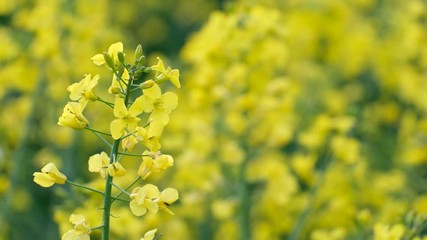 Poster - Colorful field of blooming rapes