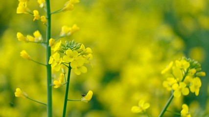 Sticker - Colorful field of blooming rapes