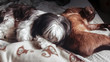 Perro y gato acostados en una cama / Cat and dog on a bed