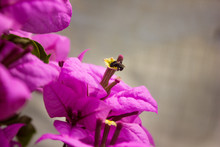 Bee Or Honey Bee Seeking For Nectar In The Beautiful Pink Bougainvillea Flower In Summer Vibe