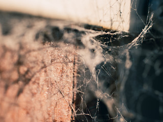 Wall Mural - Spider web