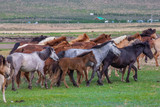 Fototapeta Konie - mongolie les animaux de la steppe