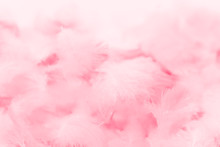 Beautiful Abstract Light Pink Feathers On White Background,  White Feather Frame On Pink Texture Pattern And Pink Background, Love Theme Wallpaper And Valentines Day, White Gradient