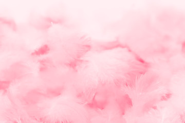Wall Mural - Beautiful abstract light pink feathers on white background,  white feather frame on pink texture pattern and pink background, love theme wallpaper and valentines day, white gradient