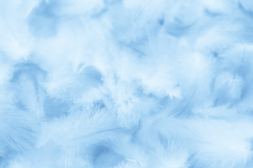 beautiful abstract colorful purple and blue feathers on white background and soft white pink feather