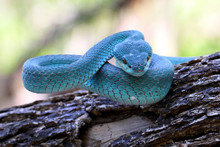 Blue Insularis Pit Viper Snakes