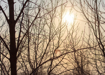 Leafless tree branches at dawn of the sun