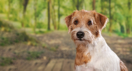 kromfohrlander dog posing for pictures in the studio