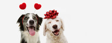 Two Happy Dog Present For Valentine's Day With A Red Ribbon On Head And A Heart Shape Diadem.  Isolated Against White Background.