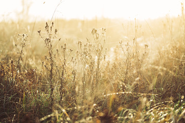 Wall Mural - Dry plants covered by dew in morning sun rays.