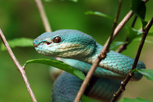 Closeup Of Blue Viper Snake, Poisonous Snake, Trimeresurus Insularis	