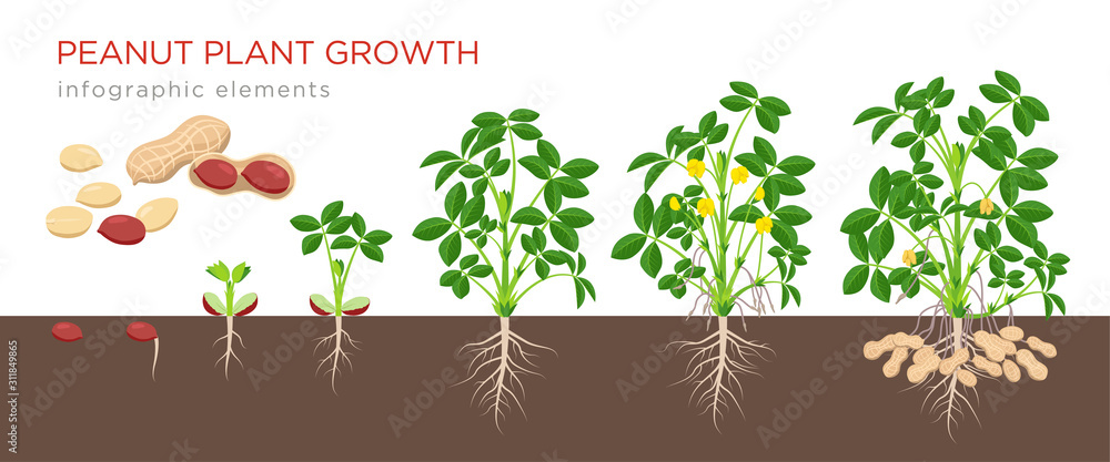 Peanut growing stages vector illustration in flat design. Planting process  of groundnut plant. Peanut growth from seed to flowering and fruit-bearing  plant isolated on white background. Ripe peanuts. Stock Vector | Adobe