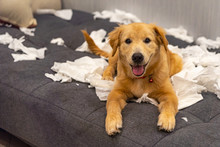 Portrait Of Naughty Young Golden Dog Playing Toilet Papers