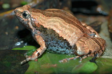 ORNATE NARROW-MOUTHED FROG, Microhyla Ornata Is A Species Of Microhylid Frog Found In South Asia, Amboli, Pune, Maharashtra, India