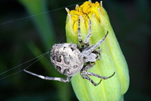 Orb Weaver Spider (Neoscona Arabesca). The Orb-weaver Spiders (family Araneidae) Are The Builders Of Spiral Wheel-shaped Webs Often Found In Gardens, Fields And Forests. Pune, Maharashtra, India