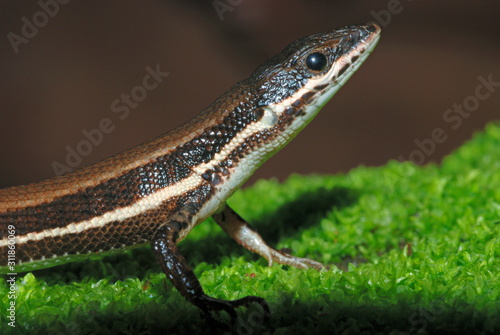 The Tyrrhenian Wall Lizard (Podarcis tiliguerta) is a species of lizard in the Lacertidae family Poster Mural XXL