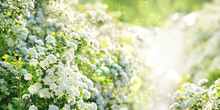 Spring White Flowers On Gentle Nature Background With Beautiful Light Bokeh. Blurred Nature Background.  Artistic Landscape View. Copy Space. Template For Design