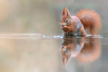 Eurasian Red Squirrel (Sciurus Vulgaris) Eating A Hazelnut In A Pool Of Water  In The Forest Of Drunen, Noord Brabant In The Netherlands. Green Background. Reflection In The Water.
