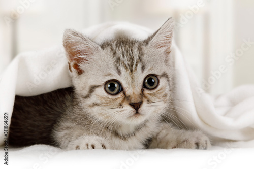 Cute little kitten looks out from under the blanket indoors Poster Mural XXL