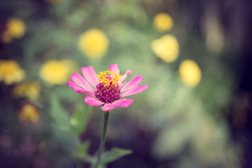 Poster - Zinnia Flower in the garden Vintage Tone. (Zinnia angustifolia Kunth)