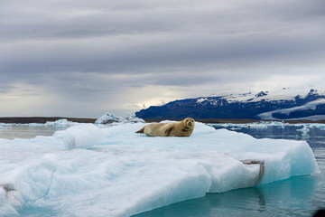 Seal resting on floating iceberg in a glacier lagoon with mountains and icebergs on the background