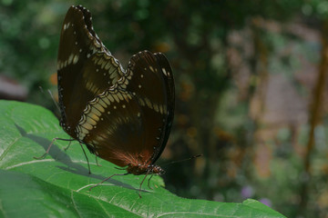 beautiful two butterfly in green garden