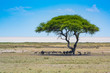 Blick auf die Etosha Salzpfanne, im Vordergrund ein Baum mit Antilopen, Etosha, Naminbia