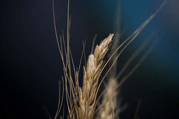 ears of wheat on a black background