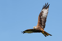 Red Kite (Milvus Milvus) Flying Through A Clear Blue Summer Sky