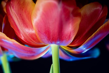 Wall Mural - Macro of tulips flower