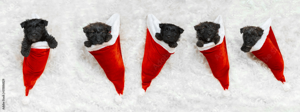 New Year's gift. Scottish terrier puppies in Santa's cap. Cute black doggies or pets playing with Christmas decoration. Look cute. Studio photoshot. Concept of holidays, festive time, winter mood. - obrazy, fototapety, plakaty 