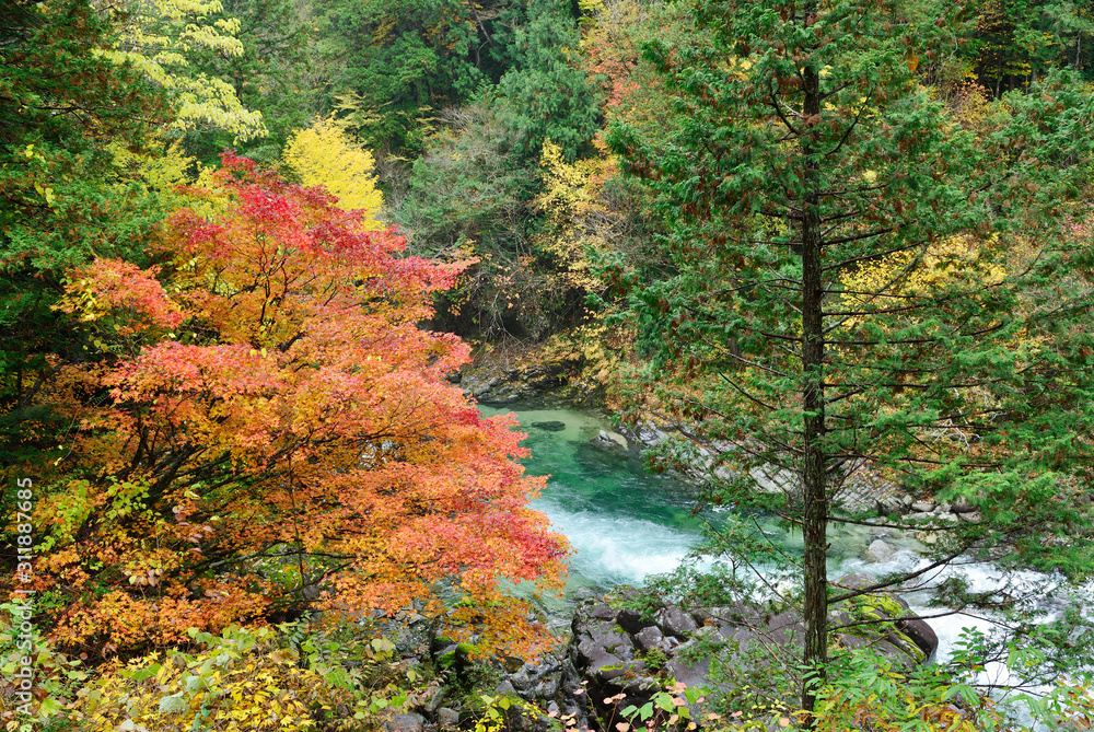長野県 阿寺渓谷の紅葉 Fototapety