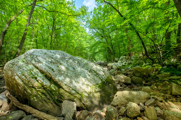 Wall Mural - Sitton's Gulch Trail, Cloudland Canyon State Park, Georgia, USA