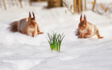 Festive Natural Background With Two Cute Fluffy Squirrels Jumping On White Snow Next To A Lilac Crocus Flower In A Spring Park