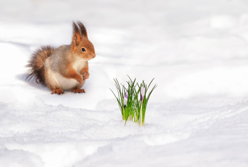 Wall Mural - cute fluffy squirrel jumps on the white snow next to the flower snowdrop in the spring Park