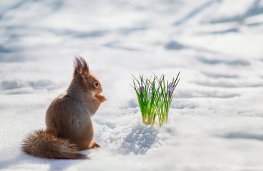 Wall Mural - cute fluffy squirrel sits on white snow next to a flower Crocus in the spring Park