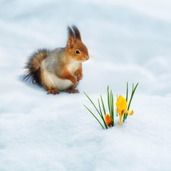 Wall Mural - square festive natural background with cute fluffy squirrel sitting on white snow next to a yellow Crocus flower in a spring Park