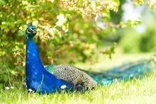Colorful Peacock In A Green Garden. Male Peafowl Are Referred To As Peacocks, And Female Peafowl As Peahens. Male Peafowl Are Known For Their Piercing Calls And Their Extravagant Plumage. 