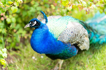 Colorful peacock in a green garden. Male peafowl are referred to as peacocks, and female peafowl as peahens. Male peafowl are known for their piercing calls and their extravagant plumage. 