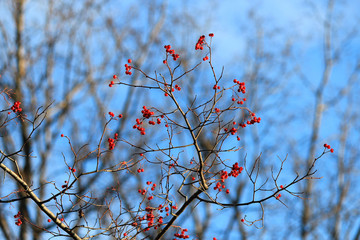 leafless rowan bush  in the autumn park