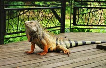 Iguana On Wood