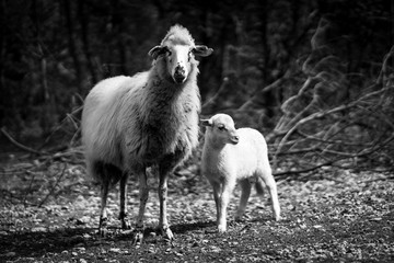 Cres’ semiwild Tramuntana sheep are unique to the island and perfectly adapted to the karst pastures.  Mother and son child (in B&W) standing or running