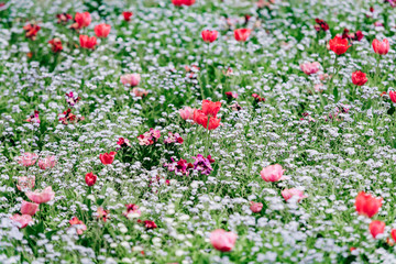 Wall Mural - Field of blooming tulips. Wallpaper of flowers. Wallpaper of tulips.