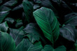 © Nabodin - leaves of Spathiphyllum cannifolium, abstract green texture, nature background, tropical leaf