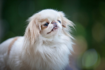 Portrait of a fluffy white Japanese chin dog in nature